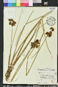 Juncus megacephalus image