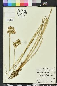 Juncus megacephalus image