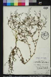Paronychia baldwinii image