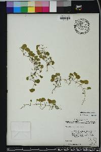 Dichondra carolinensis image