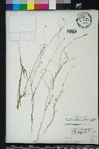 Wahlenbergia marginata image