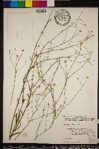 Boltonia diffusa image