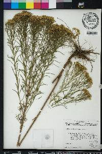 Euthamia caroliniana image