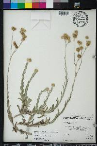 Pseudognaphalium luteoalbum image