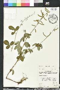 Desmodium incanum image