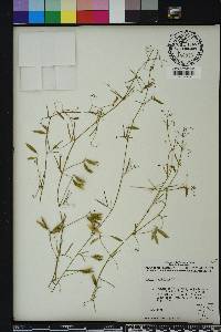 Vicia acutifolia image