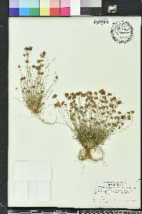 Bulbostylis barbata image