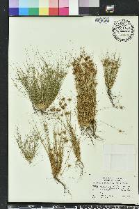 Bulbostylis stenophylla image