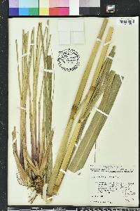 Tripsacum dactyloides image