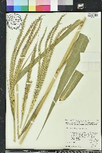 Tripsacum dactyloides image