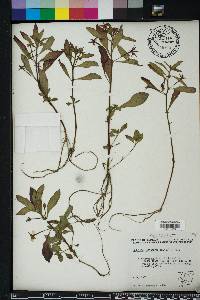 Ludwigia leptocarpa image