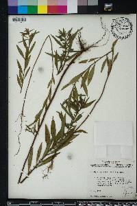 Ludwigia leptocarpa image