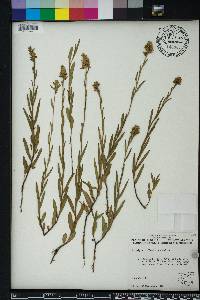 Ludwigia suffruticosa image