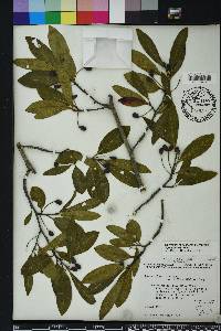 Nyssa sylvatica var. biflora image