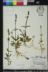 Stachys floridana image