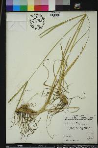 Paspalum notatum image