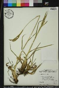 Paspalum urvillei image