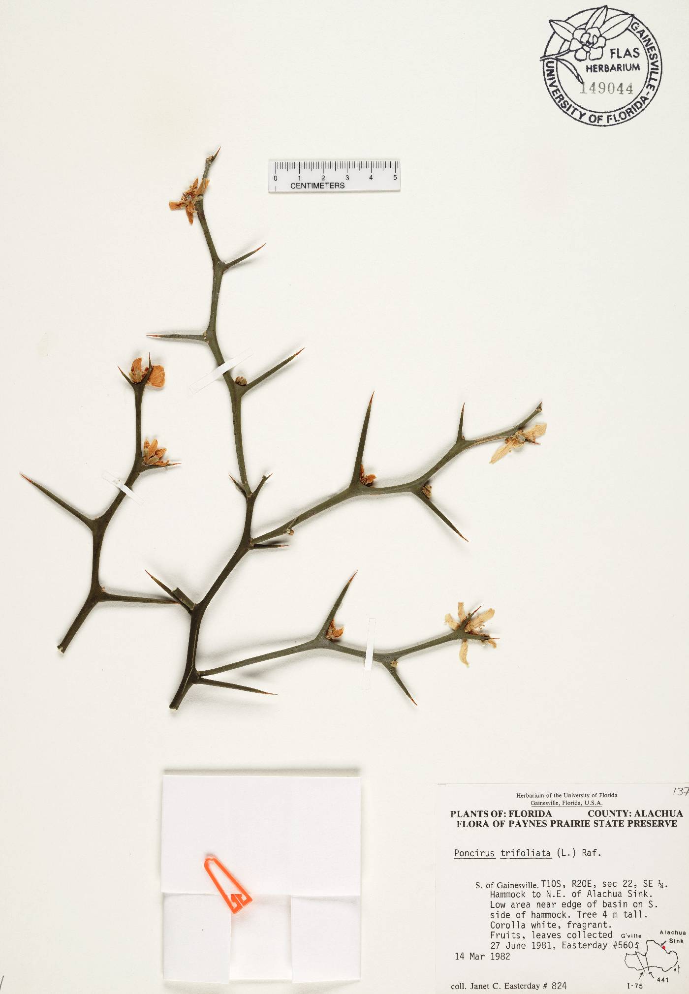 Poncirus trifoliata image