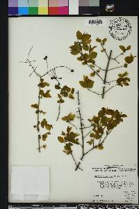 Sageretia minutiflora image