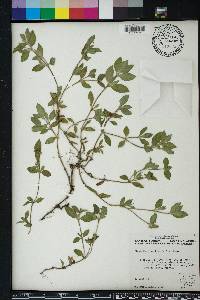 Richardia brasiliensis image