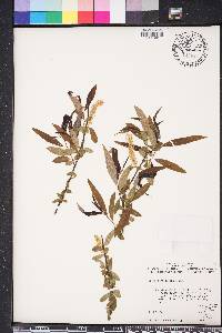 Salix caroliniana image