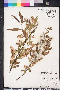 Salix caroliniana image