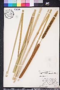 Typha domingensis image