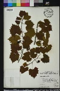 Vitis rotundifolia image