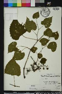 Vitis vulpina image