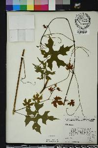 Vitis vulpina image