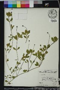 Phyla nodiflora image