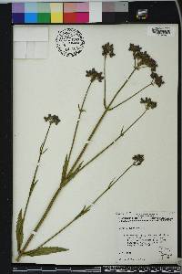 Verbena bonariensis image