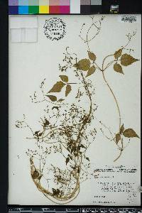 Valeriana scandens image