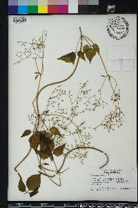 Valeriana scandens image