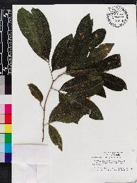 Exothea paniculata image