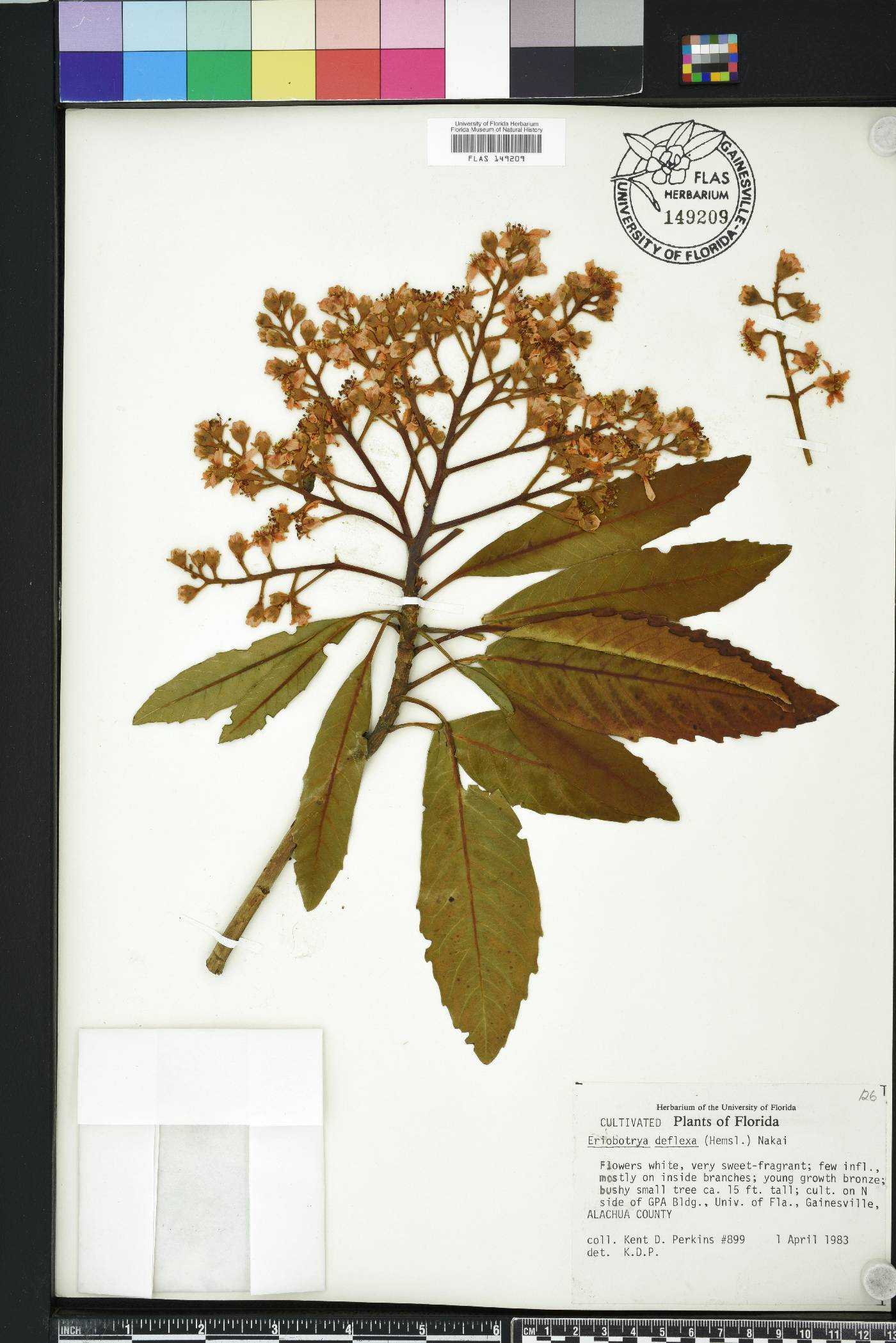Eriobotrya deflexa image