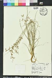 Fimbristylis dichotoma image