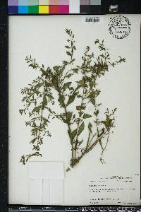 Scoparia dulcis image