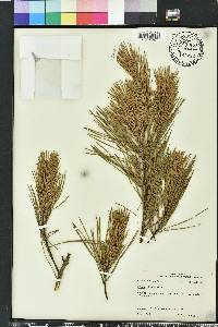 Pinus glabra image