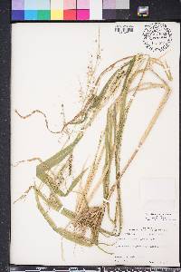 Echinochloa walteri image