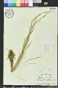 Festuca sciurea image