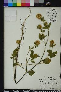 Trifolium vesiculosum image