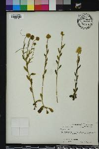 Polygala lutea image