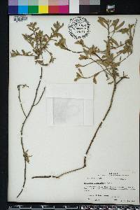 Oenothera serrulata image