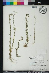 Triodanis perfoliata var. biflora image