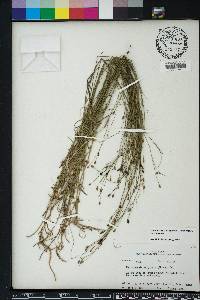 Wahlenbergia marginata image