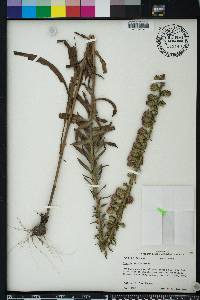 Liatris aspera image