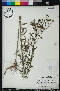 Palafoxia integrifolia image