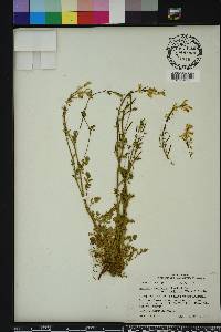 Corydalis micrantha image