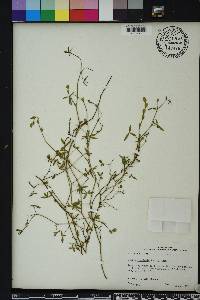 Zornia bracteata image